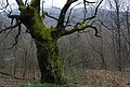 DSC_0239.JPG