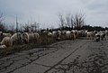 DSC_0246.JPG