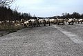 DSC_0247.JPG