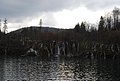 DSC_0336.JPG
