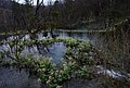 DSC_0355.JPG