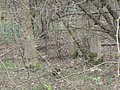 IMG_2745.jpg