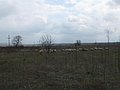 IMG_2826.jpg