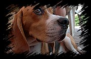 DSC_1952.JPG