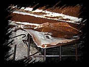 IMG_1314.JPG