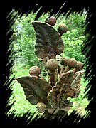 IMG_1360.JPG